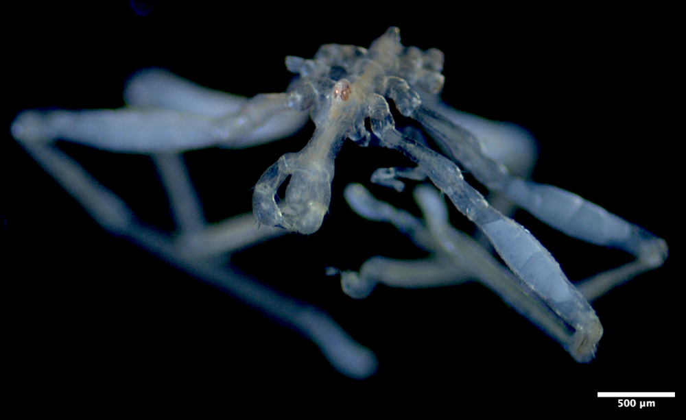 the sea spider has a long snoot and red eyes